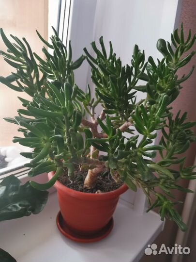 Крассула толстянка