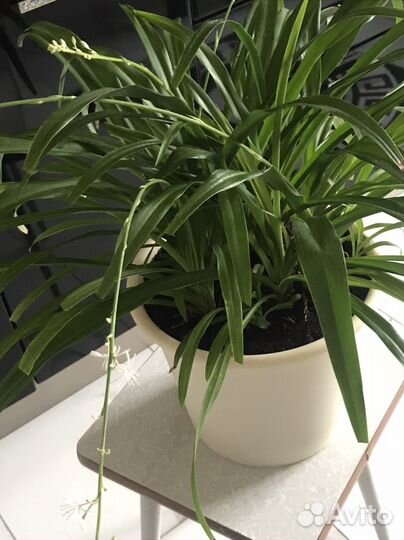 Растения комнатные