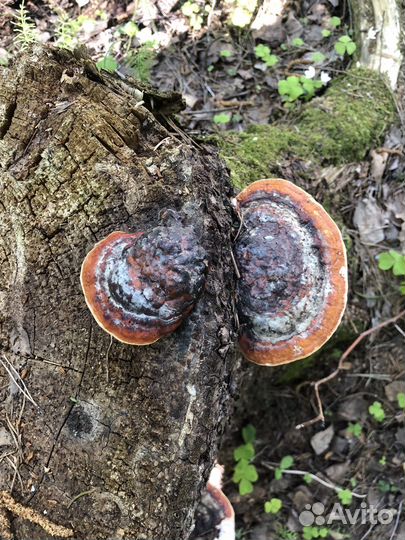 Трутовики ствол с трутовиками