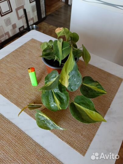 Филодендрон бразил, медуза(расписная леди)