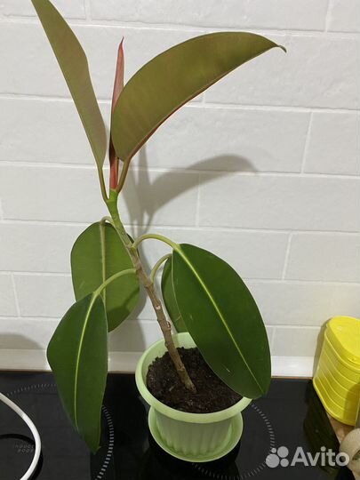 Фикус каучуконосный 53 см