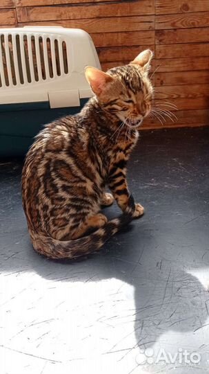 Бенгальские котята с документами