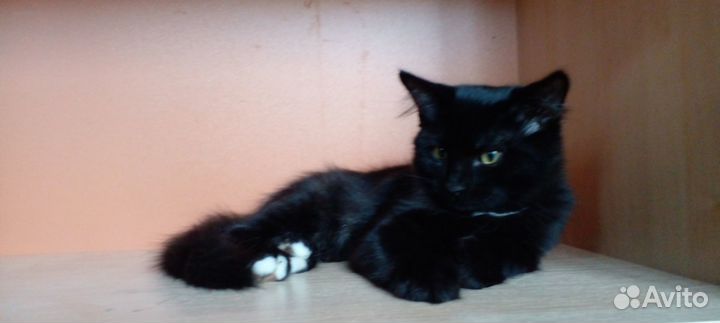 Чёрный котёнок (котик) в добрые руки
