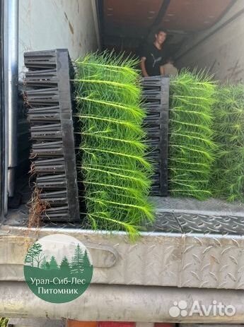 Зкс Сосна сеянцы Ели Лиственницы окс Голуб Горная