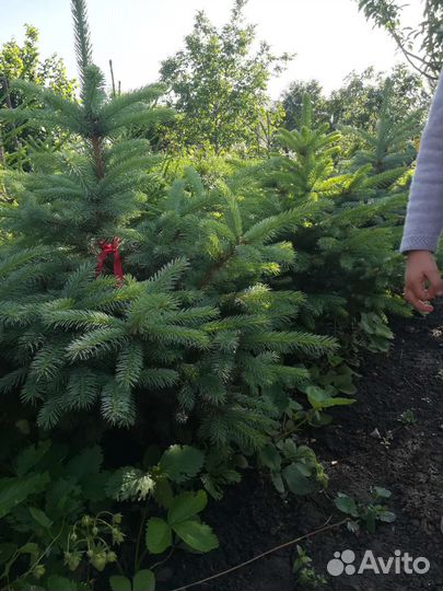 Ель голубая и обыкновенная