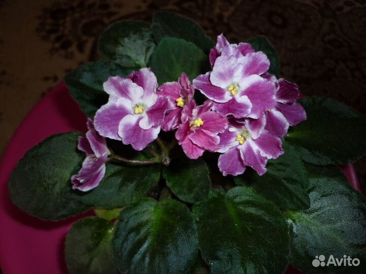 Выставка-продажа комнатных растений