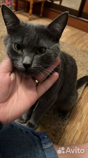 Кот русская голубая