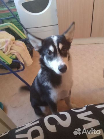 Собака помесь с хаски