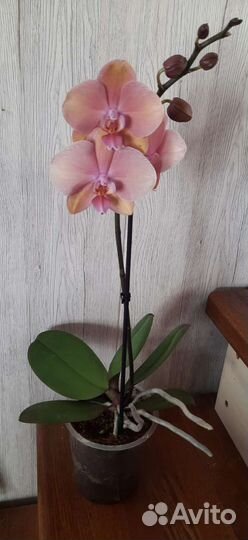 Фаленопсис орхидея Сапорита ароматная