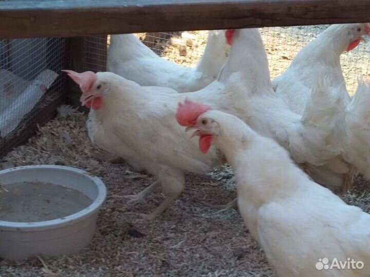 Курочки фермерские