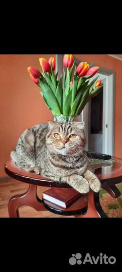 Шотландская кошка