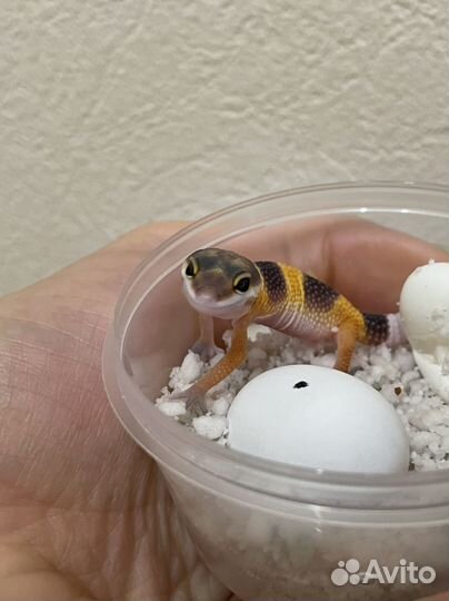 Самодельный инкубатор для рептилий