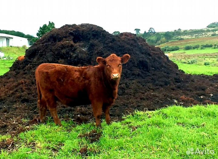 Перегной коровий