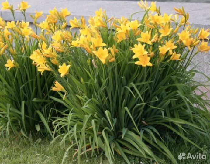 Многолетние растения