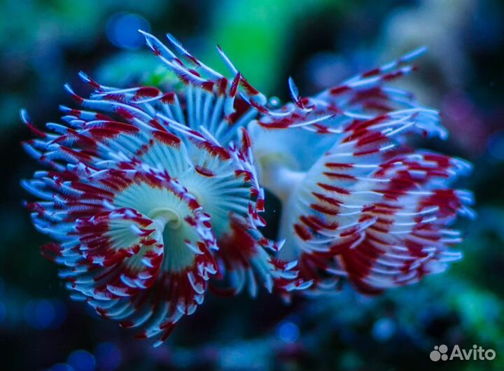 Морской аквариум, рыбки, кораллы с отправкой