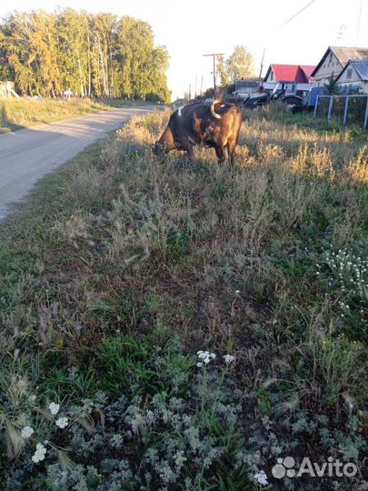 Корова дойная