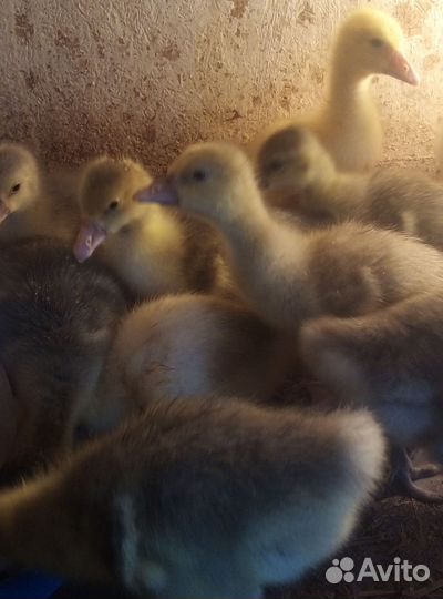 Гусята, цыплята