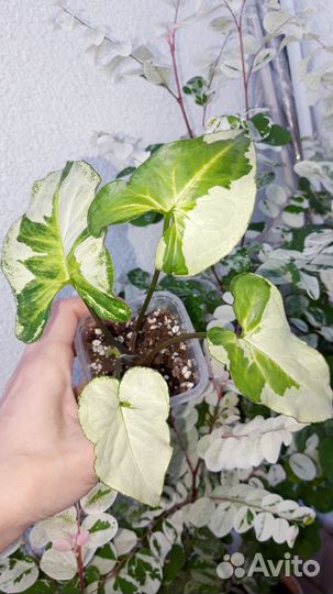 Сингониум три короля