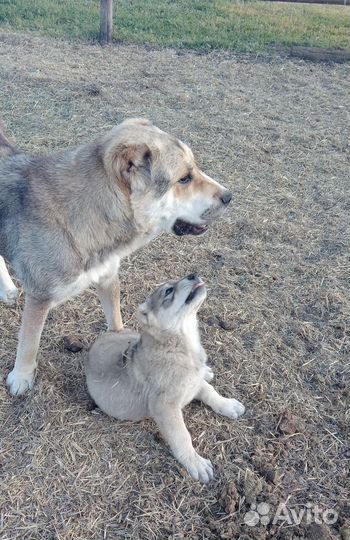 Щенки алабая