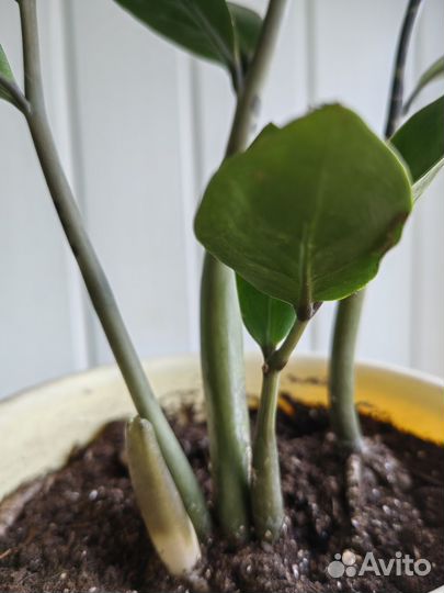 Замиокулькас