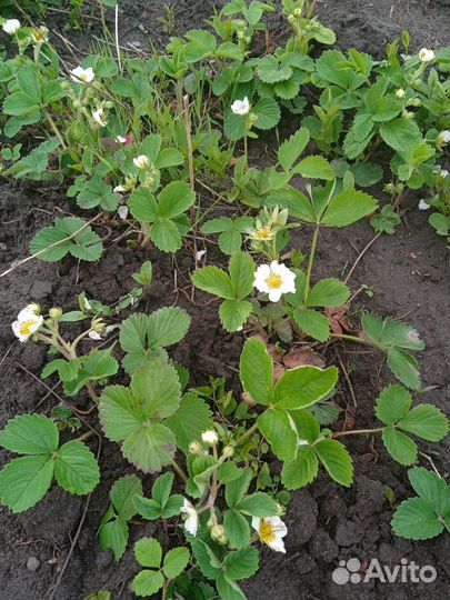 Рассада клубники Виктория. Уже с завязью