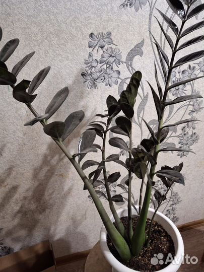 Замиокулькас черный ворон