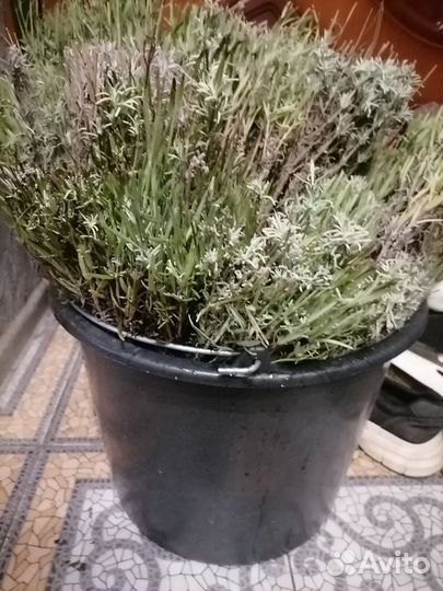 Лаванда узколистная саженцы