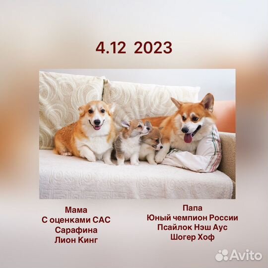 Щенки Вельш корги пемброк