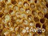 Трутневый гомогенат