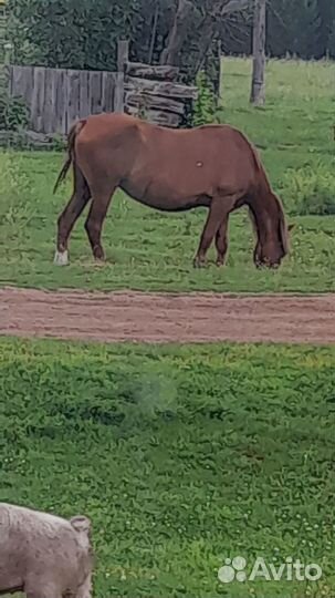 Продам кобылу