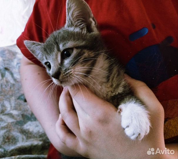 Котëнок в добрые руки