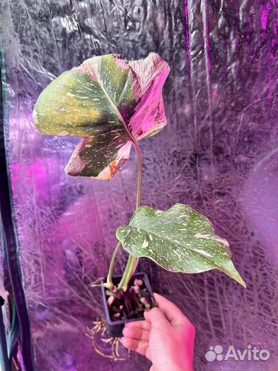 Монстра Тайское созвездие