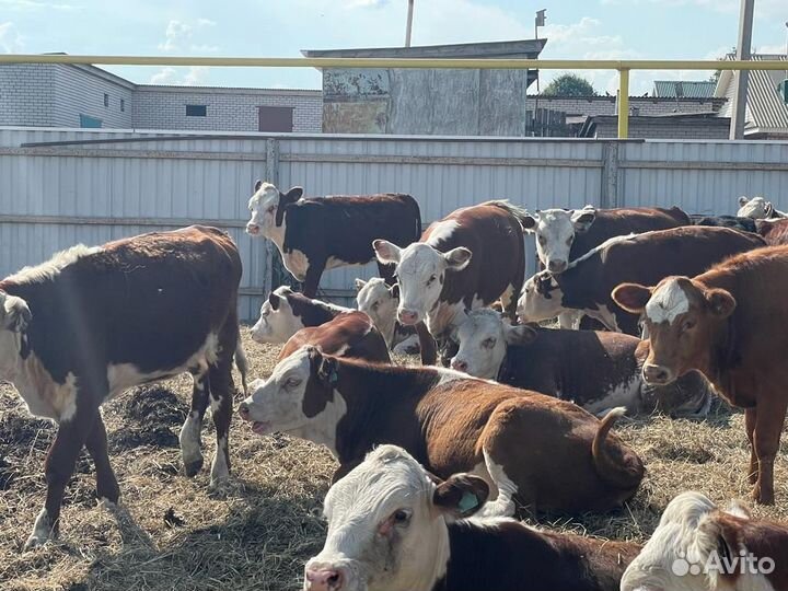 Бычки и Телки герефорд