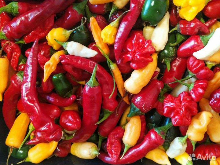 Семена острого и сверхострого перца