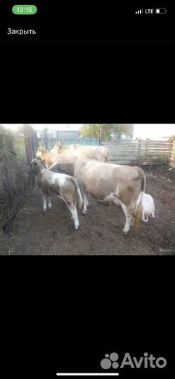 Корова молочная