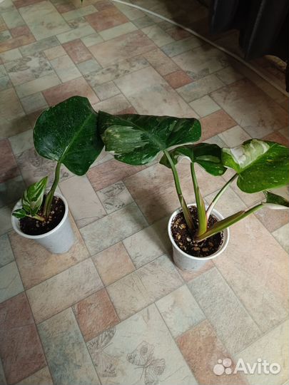 Филодендроны