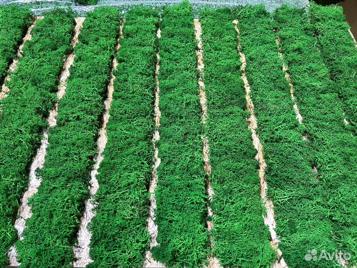 Панно из мха (цена за 3 шт.)