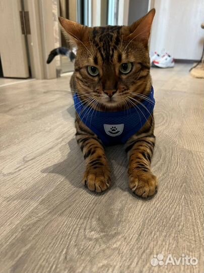 Шлейка для кошек и собак поводок Качество