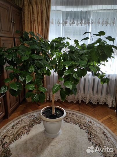 Гибискус китайская роза