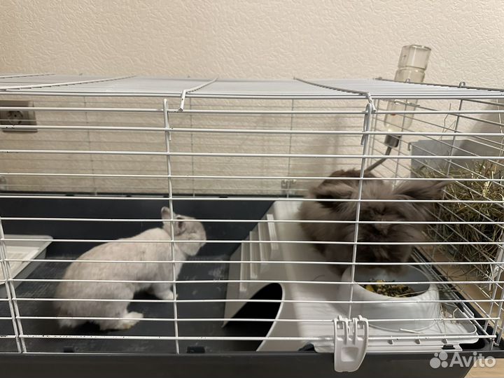 Декоративные кролики