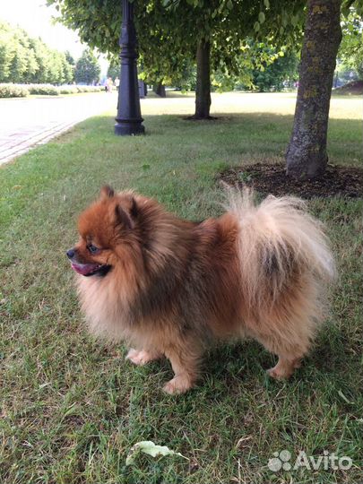 Кобель для вязки шпиц