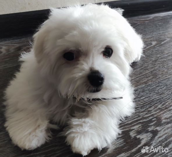 Девочка мальтезе с документами