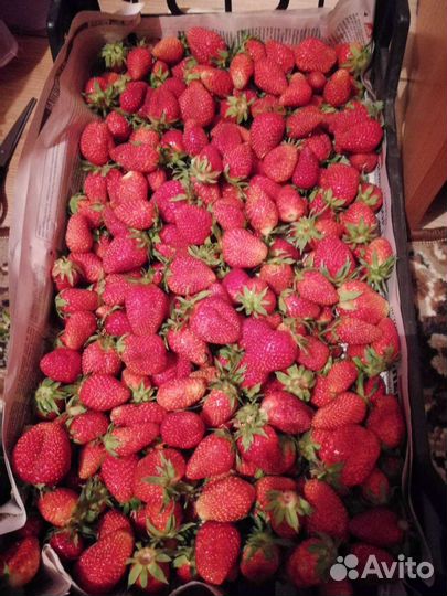 Рассада клубники, малины, смородины