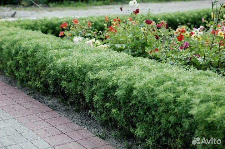 Божье дерево