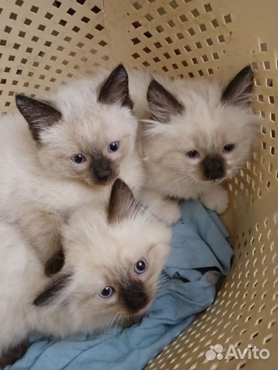 Котята тайские
