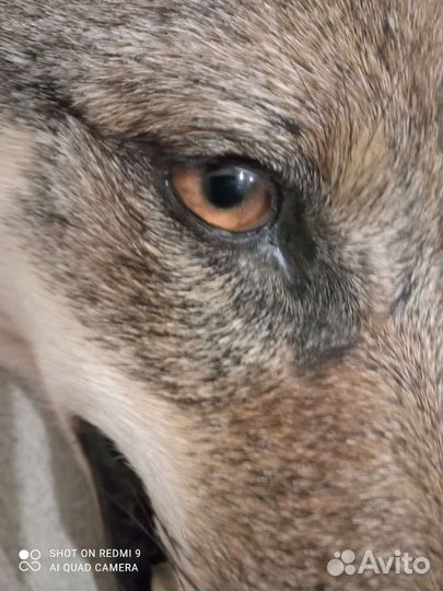 Тамбовский волк