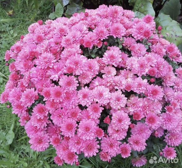 Хризантемы мультифлора