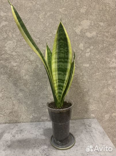 Сансевиерия, Аглаонема