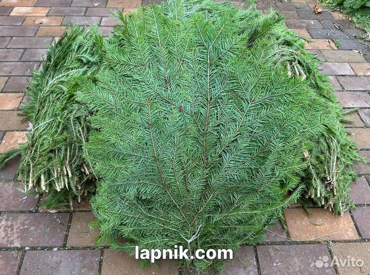 Лапник укрывной