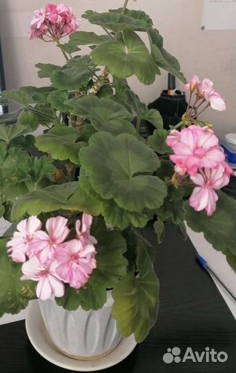 Герань розовая